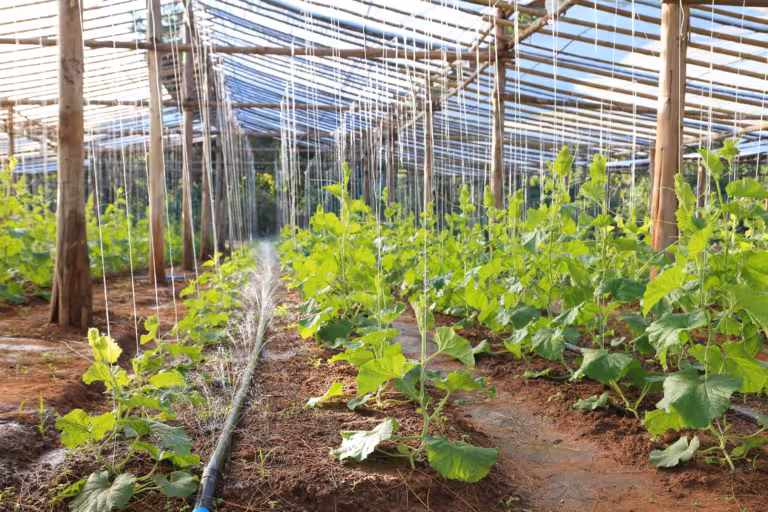 Système d'arrosage automatique bricolage pour la culture de légumes dans la ferme et le jardin de la pépinière
