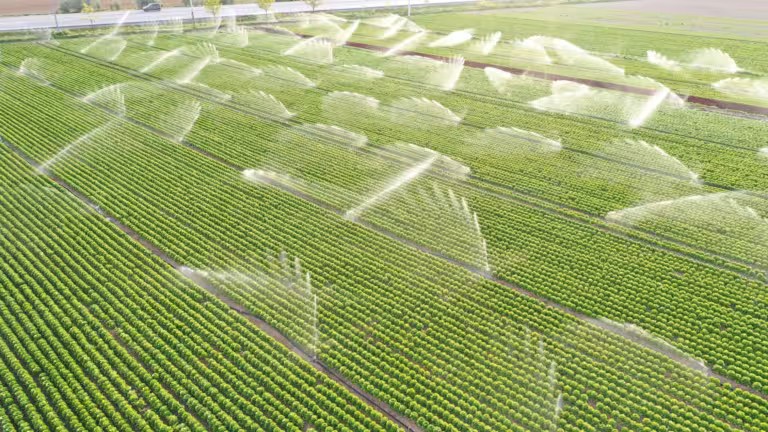 Les systèmes d'irrigation fonctionnent dans les champs de laitue. Vue aérienne.